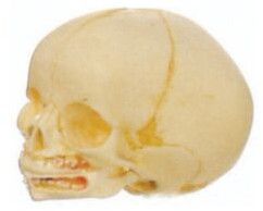Infant Skull