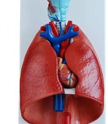 Larnyx Heart AND Lung Model