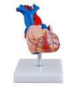 Life Size Heart Model
