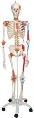 Life Size Skeleton With Ligaments And Painted Muscles