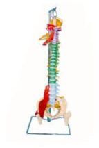 Life Size Spine With Muscles AND Disorders