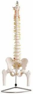 Pelvis Femur Heads Life Size Spine Model