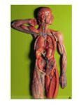 Lymphatic System Model