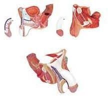 Male Genital Organ Model