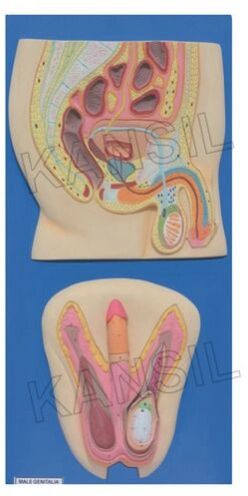 Male Reproductive System Model