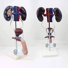 Male Urogenital System