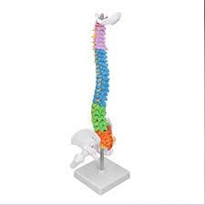 Mini Coloured Spine Model