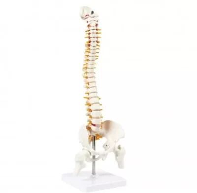 Mini Spine Model