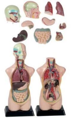 Mini Torso 50cm Model