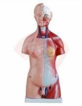 Mini Unisex Torso 50CM