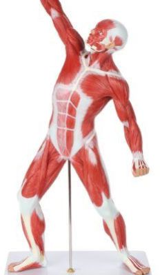 PVC Mini Whole Body Muscled Man