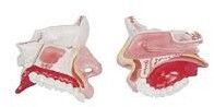 Model Of Anatomical Nasal Cavity