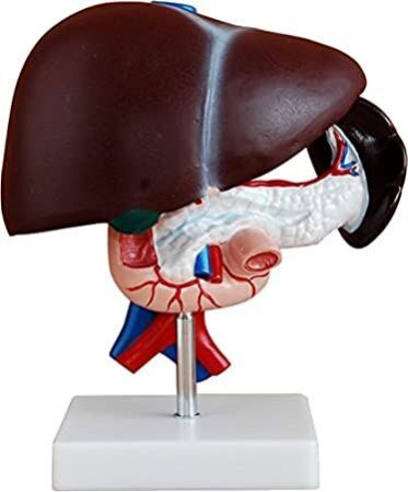Model Of Liver Pancreas Duodenum Model