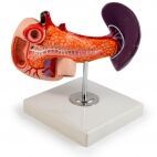 Spleen Pancreas Duodunum Model