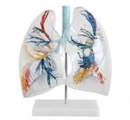 Model Of Transparent Lung Segment