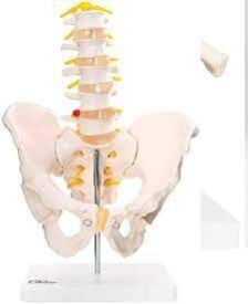 Pelvis 5 Piece Lumbar Vertebrae Model