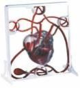 Pumping Heart Model