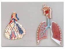 Respiratory System Model