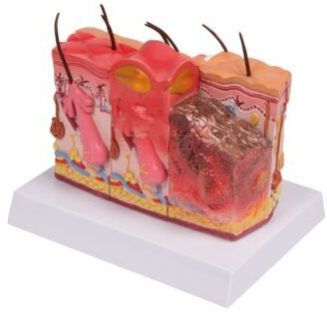 Skin Anatomy Model