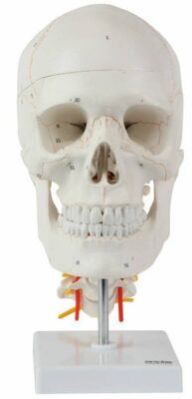 Skull With Cervical Spine
