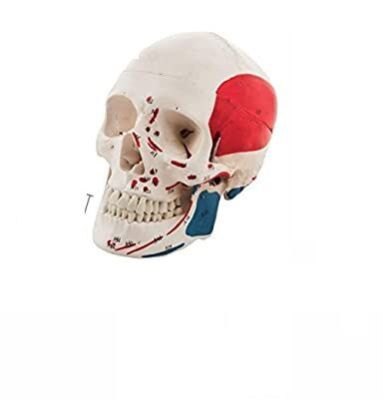 Skull Painted Muscles Model