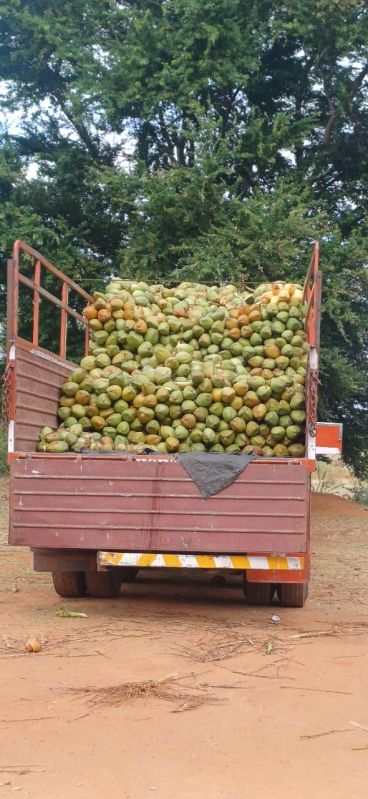 Tender Coconut