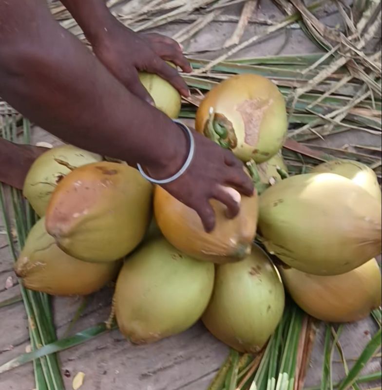 Tender Coconut