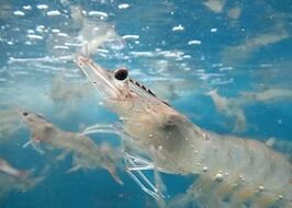 Aqua Probiotics Supplement