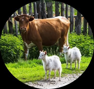 Micronutrients Premix For   Animal Feed Fortification