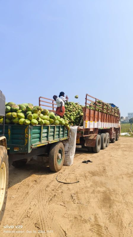 Tender Green Coconut