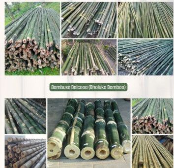 Bamboo Poles