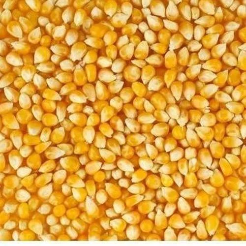 Natural Yellow Maize Seeds