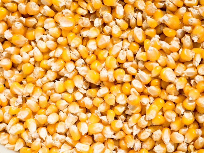 Organic Yellow Maize Seeds