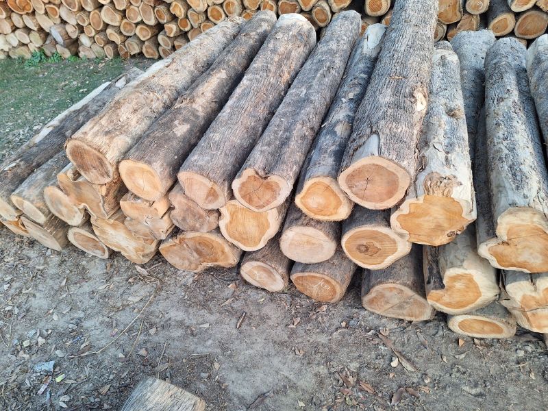 Teak Wood Logs