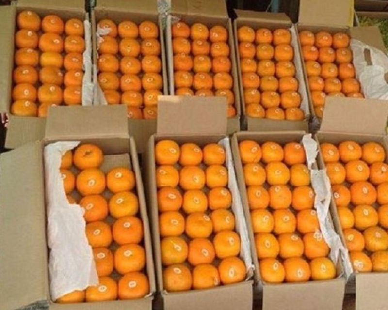 Organic Fresh Orange