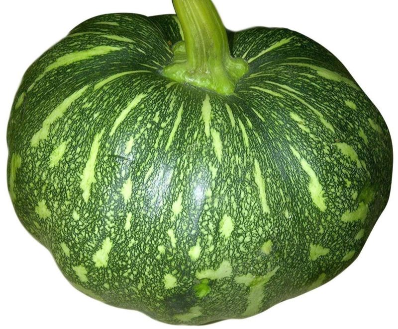 Fresh Green Pumpkin