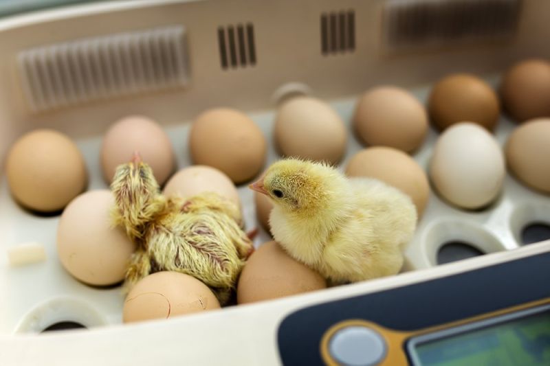 broiler hatching eggs