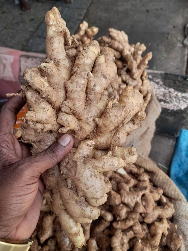 Fresh Ginger