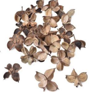 Dried Cotton Flower Petals