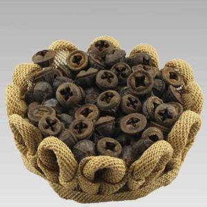 Dried Eucalyptus Pods