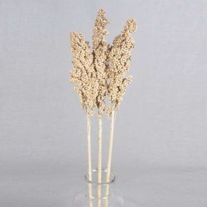 Dry India Corn Grass