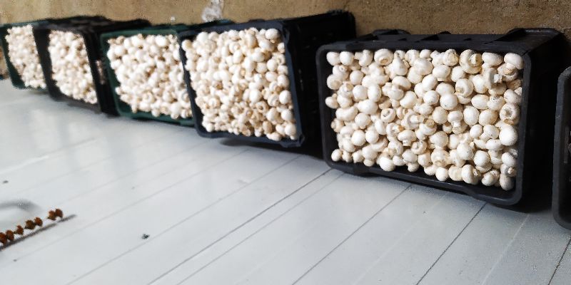 Fresh Button Mushroom, Quality Available : A Grade