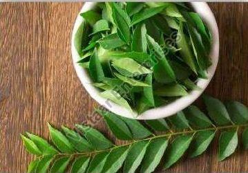 Curry Leaves