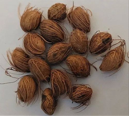 Palm Seeds, for Plantation, Packaging Type : PP Bag