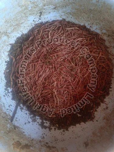 Live Earthworms, for Agriculture, Color : Brown