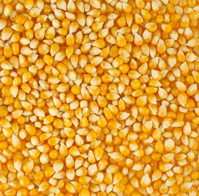 Yellow corn animal feed, for Flour, Food Grade Powder, Rawa, Packaging Size : 250gm, 25kg, 500gm