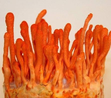 Fresh Cordyceps Mushroom, Packaging Size : 5 Kg)