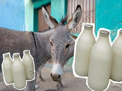 White Liquid Fresh Donkey Milk, for Medicine Use, Drinking, Purity : 99.9%