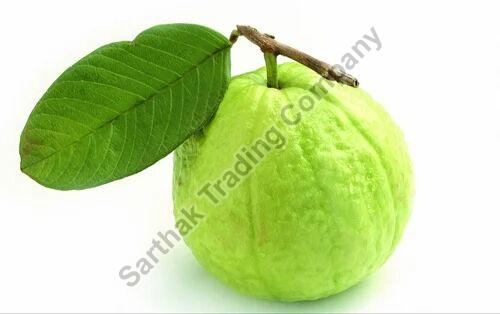 Green Round Fresh A Grade Fresh Guava, for Human Consumption, Packaging Type : Jute Bag