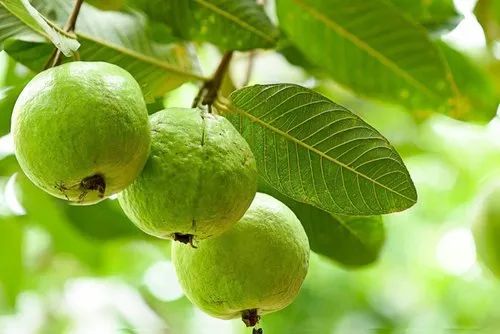 Natural Guava